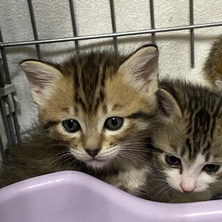 2ヶ月の子猫2匹