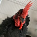黒チャボ