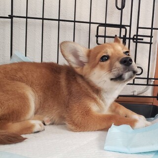 一時募集停止中・