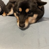 こつぶ