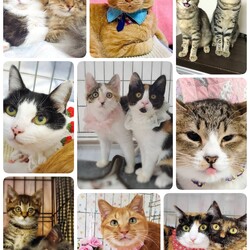 ねこざんまい譲渡会@東日本橋 サムネイル2