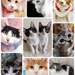 ねこざんまい譲渡会@東日本橋 サムネイル3