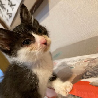 小柄なハチワレさん