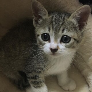 里親決定。バンビちゃん