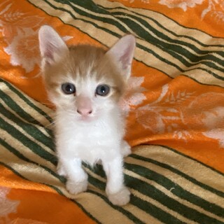 2ヶ月　子猫