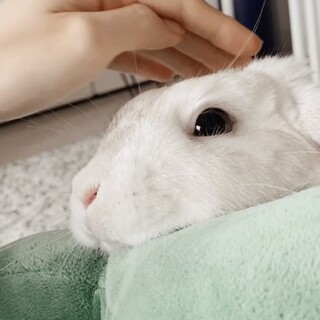 真っ白ふわふわラップイヤーちゃん