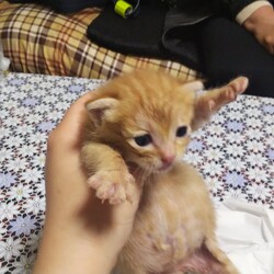 「子猫お腹ぽんぽん」サムネイル1
