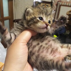 「子猫お腹ぽんぽん」サムネイル2