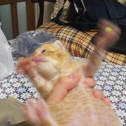 「子猫お腹ぽんぽん」サムネイル3