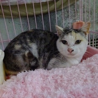 1匹飼い希望です