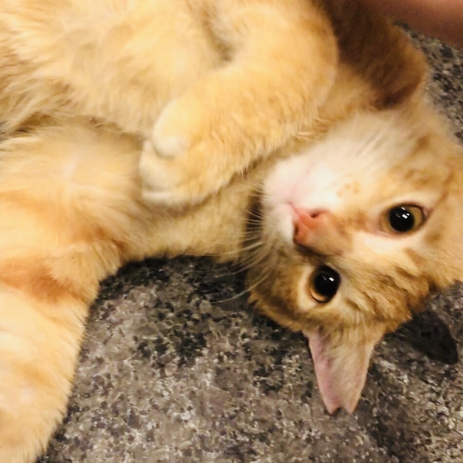 ちくわくん(仮名)のカバー写真