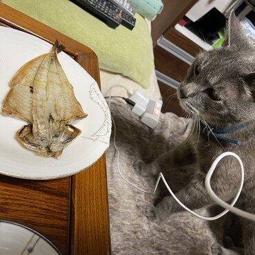 誕生日のお魚パーはＷ黄金アジ＆イワシだーヽ(´▽｀)/