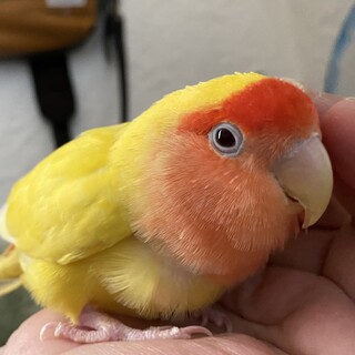 コザクラインコ