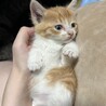 生後1.5ヶ月〜2ヶ月程の子猫(ฅ'ω'ฅ)  サムネイル2