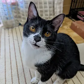 里親決定【うるる】生後10ヶ月