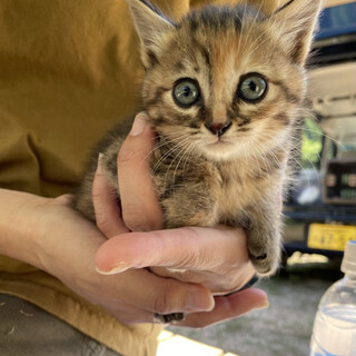 可愛い三毛キジちゃん(新しい家族が決まりました！