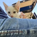 寂しがりやの男の子(大福ちゃん)決定しました！