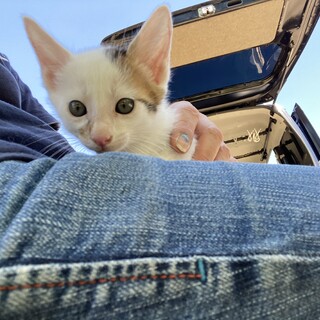 寂しがりやの男の子(大福ちゃん)決定しました！