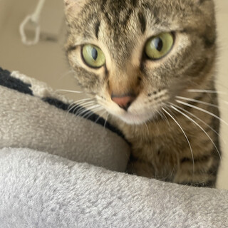 キジトラ♀美人さんです