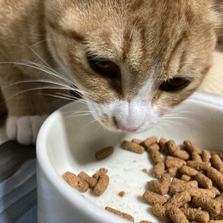 活発な性格の雌の猫です。