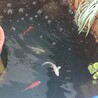 の写真