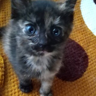 ありがとうございました★サビ猫サビィちゃん