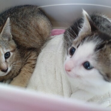 里親募集に応募してお迎えしました。２匹別々の依頼者さんから引き取りました。