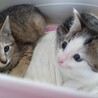 里親募集に応募してお迎えしました。２匹別々の依頼者さんから引き取りました。