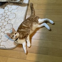 琥珀（こはく）