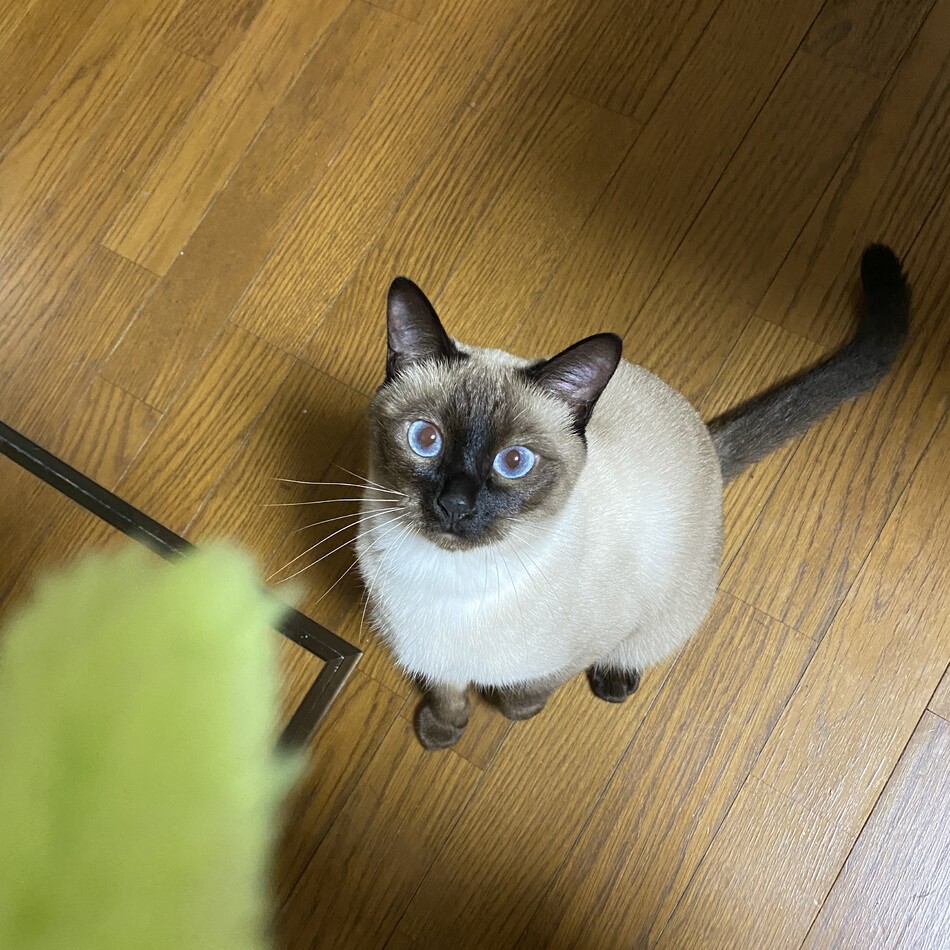 蕎麦のカバー写真