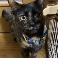 山葵（わさび）