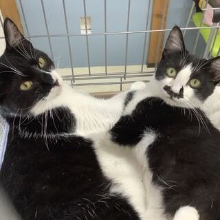 人懐こくかわいい兄弟です♡