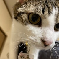 葱（ねぎ）