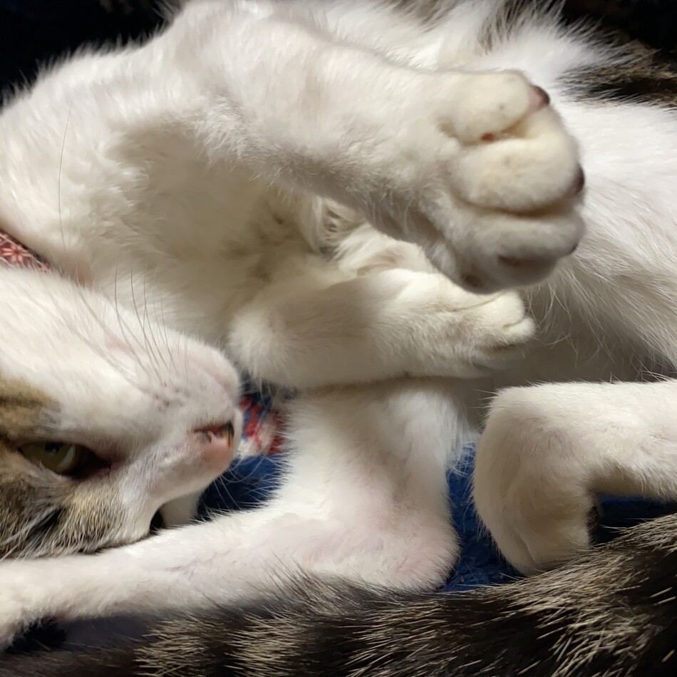 葱（ねぎ）のカバー写真