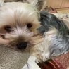 ワクチン終わって僕はヘトヘト、、、