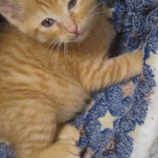 ありがとうございました★可愛い茶虎のレモンくん