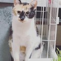 庭で保護したミケ