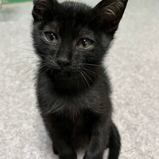 里親決定。マイマイちゃん