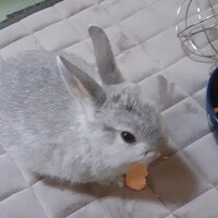 エルモ