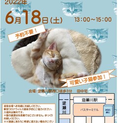 猫の譲渡会in宝塚