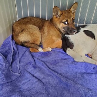 野犬子犬ビビりちゃんが家族を待ってます【県外譲渡可