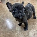 心臓病のフレブル2ヶ月子犬
