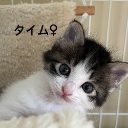 第163回　にゃん☆ぴーす猫譲渡会