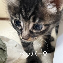 第163回　にゃん☆ぴーす猫譲渡会 サムネイル2