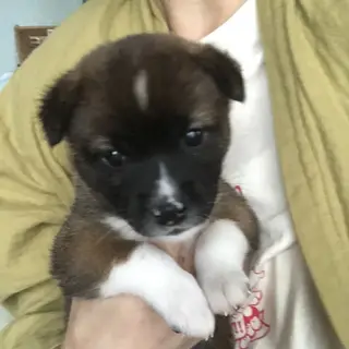 4月17日生まれの人懐こい女の子仮称ライラちゃん