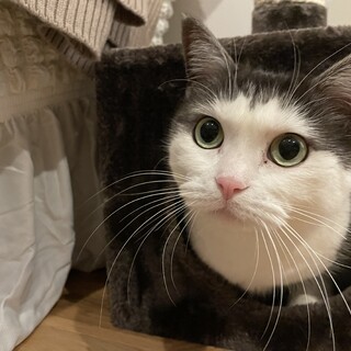 ラグドールとスコティッシュのハーフの女の子です