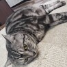 猫ちゃんが幸せになれますように