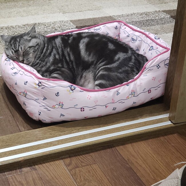猫ちゃんが幸せになれますようにのカバー写真