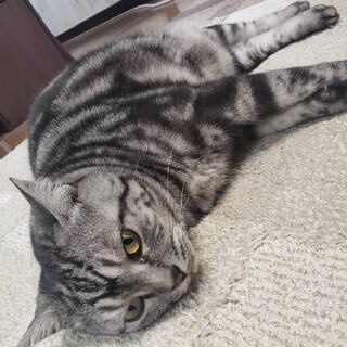 アメショ猫  大人しくて甘え上手なかわいい女の子