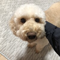 ふく